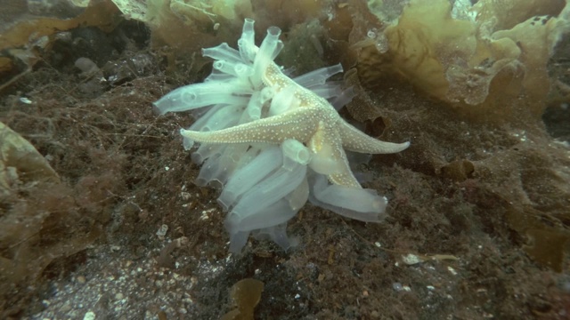 透明海鞘或黄海鞘(Ciona testinalis, Ascidia testinalis)在长满棕色海藻的海床上(Time-lapse)视频素材