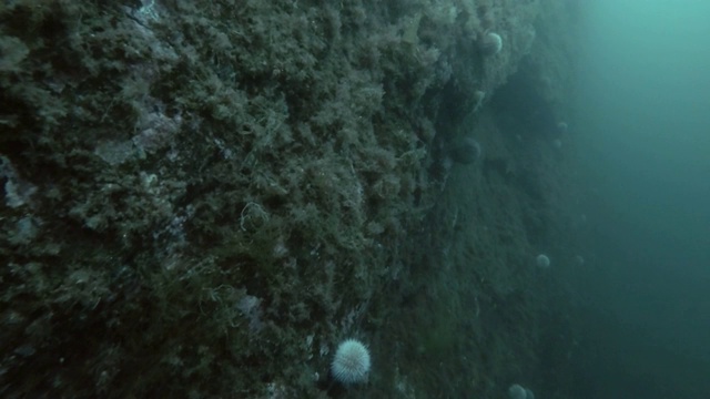 花岗岩礁石上的海胆视频素材