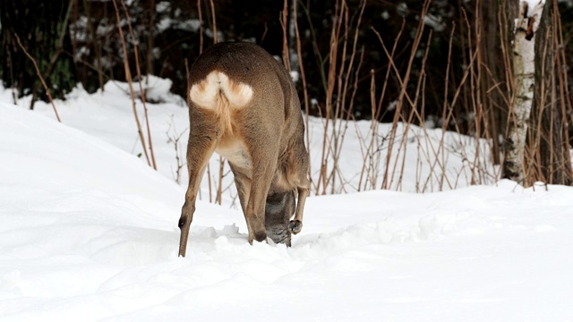 冬天的野生狍。Capreolus Capreolus。视频素材