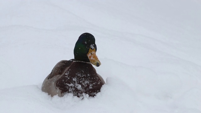 一只孤独的鸭子坐在雪地里。视频素材