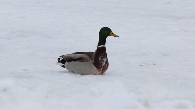 一只孤独的鸭子坐在雪地里。视频素材