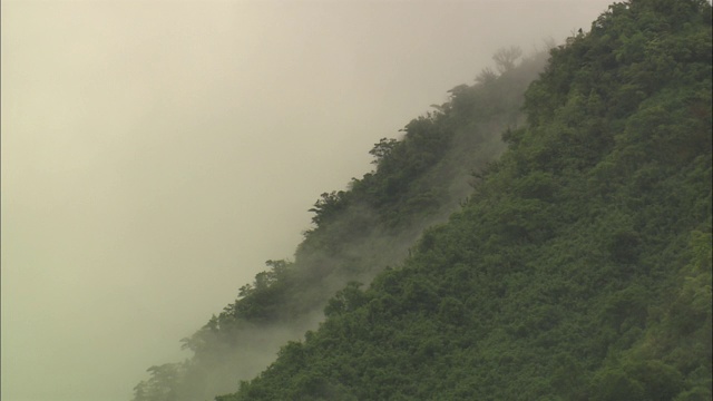 大雾笼罩在塔希提岛森林覆盖的山坡上。视频素材