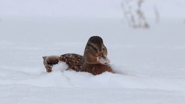 一只孤独的鸭子坐在雪地里。视频素材