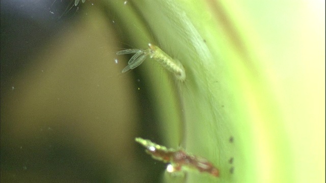 虫子在水箱里的一个玻璃碗附近游泳。视频素材