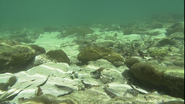 光在海底的海洋生物间泛起涟漪。视频素材