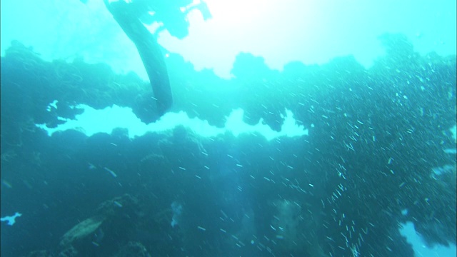 一名戴水肺的潜水员在一艘沉船上拍摄海洋生物生长的照片。视频素材