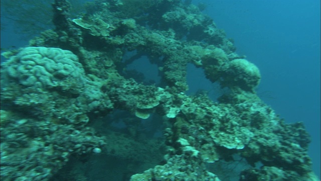 帕劳暗礁上的一艘沉船上生长着珊瑚和其他海洋生物。视频素材