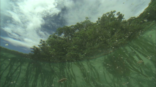 在帕劳海岸附近的浅水区可以看到水生植物。视频素材