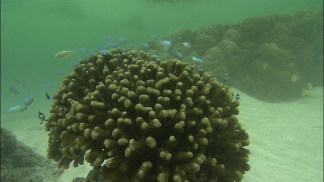 鱼在海底的海洋生物中游动。视频素材