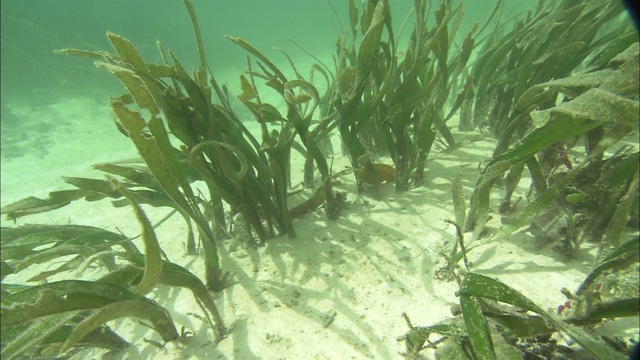 水生植物在洋流中摇摆。视频素材