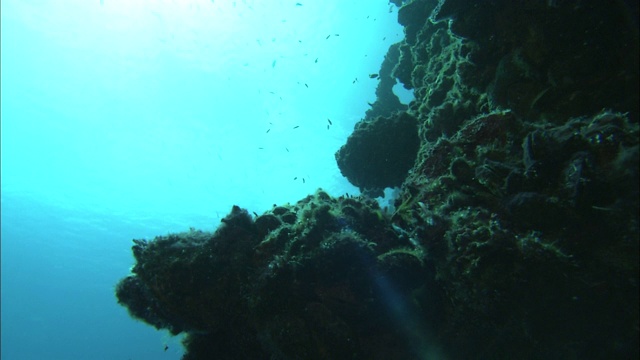 帕劳暗礁上的一艘二战沉船残骸上生长着珊瑚和其他海洋生物。视频素材