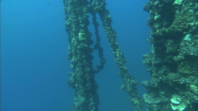 帕劳暗礁上，一艘二战沉船的残骸上生长着各种各样的海洋生物。视频素材