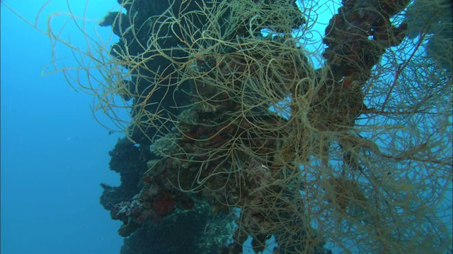 帕劳暗礁上，一艘二战沉船的残骸上生长着各种各样的海洋生物。视频素材