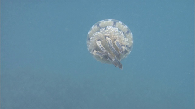 水母在海洋中游动。视频素材