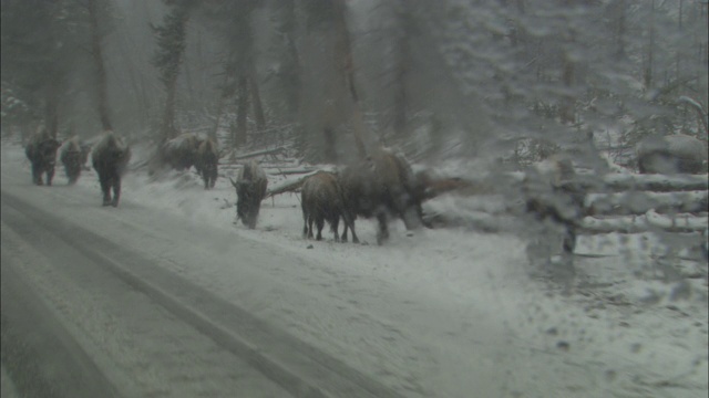 野牛走在积雪的路上。视频素材