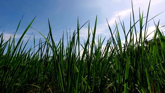 风吹着稻田里的水稻。有机农场。视频素材