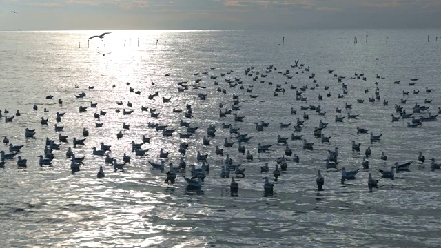 泰国沙慕普拉干邦浦海鸥飞翔的慢镜头。视频素材