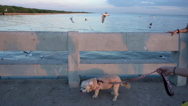 海鸥与狗在邦浦飞翔的慢镜头，泰国沙慕普拉坎。视频素材