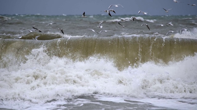 大风暴海浪。海鸥在恶劣天气中飞过强大的海浪视频素材