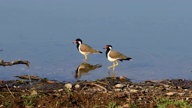 红翅田凫(Vanellus indicus)是一种亚洲田凫或大型鸻，是鸻科的涉禽。印度拉贾斯坦邦的Ranthambore国家公园视频素材