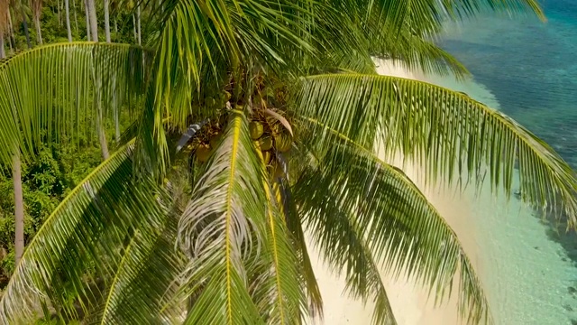 4K空中棕榈树景观在菲律宾热带岛屿视频素材