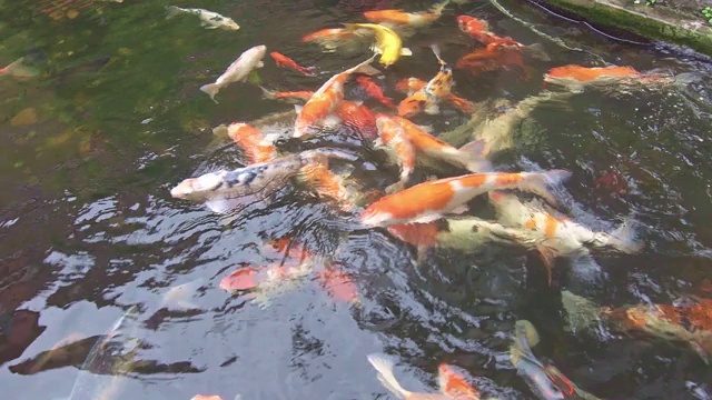 在小池塘里饲养锦鲤。花园里有橙色和白色的鱼。明亮的色彩，纯净的水和小热带湖泊。视频素材