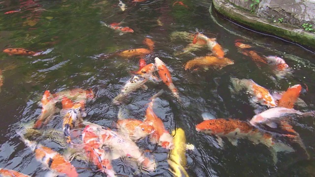 在小池塘里饲养锦鲤。花园里有橙色和白色的鱼。明亮的色彩，纯净的水和小热带湖泊。视频素材