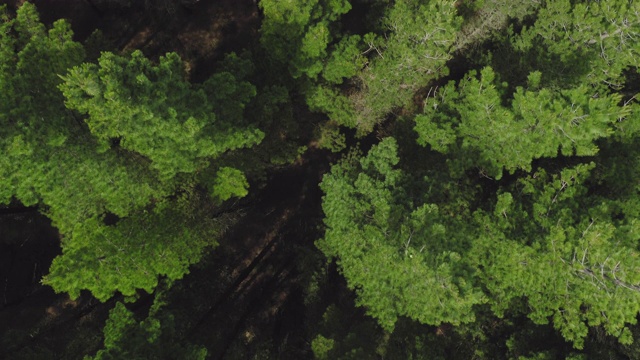 松树林的空中视频素材