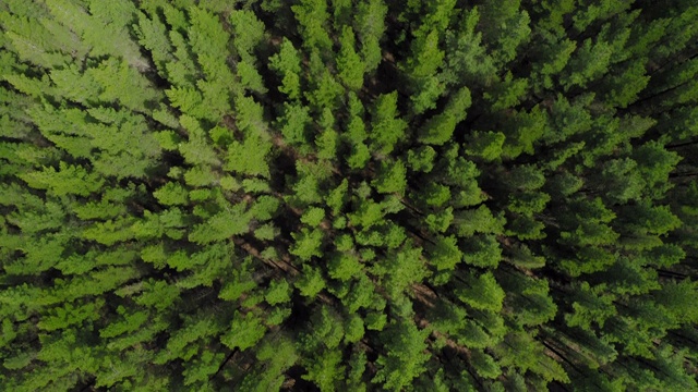 松树林的空中视频素材