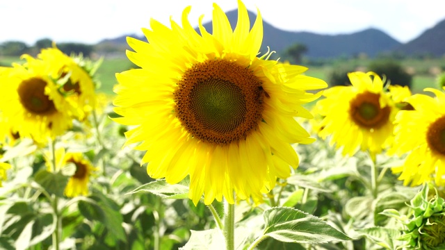 向日葵花粉和蜜蜂，阳光明媚的一天，Rai Manee Sorn, Pak Chong, Nakhon Ratchasima，泰国视频下载