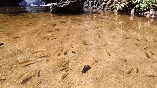 河里的鱼视频素材