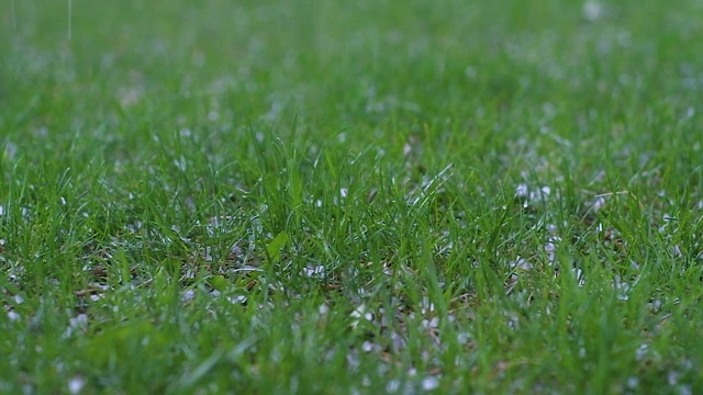 在夏天的绿草地上，在一个阴天下着冰雹的冰。暴风雨就要来了。视频素材