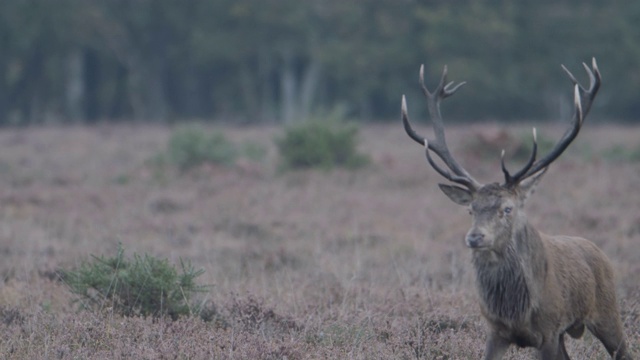 马鹿(Cervus elaphus)正在寻找对手视频素材