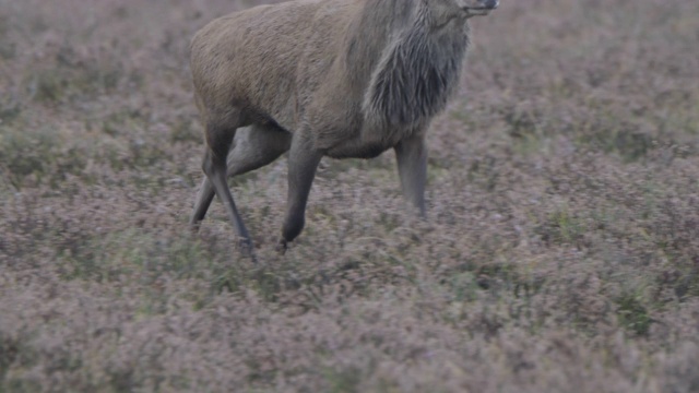 马鹿(Cervus elaphus)追赶另一只雄鹿视频素材