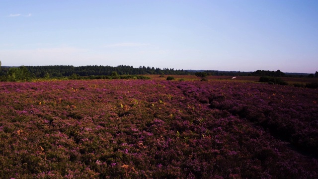 在石南地上的花(Calluna vulgaris)，希斯兰视频素材