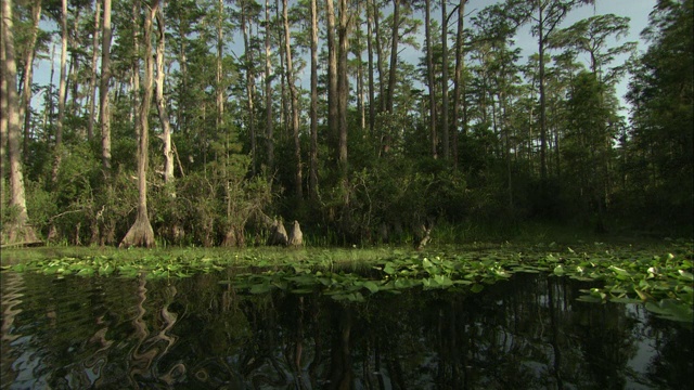 在奥克弗诺基沼泽，叶子茂盛的植物漂浮在水面上。视频素材