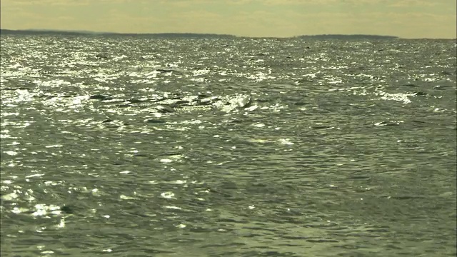 在岛链附近的海面上觅食的海豹浮出水面。视频素材