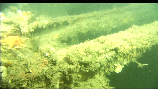 海洋生物覆盖了波特兰号沉船。视频素材