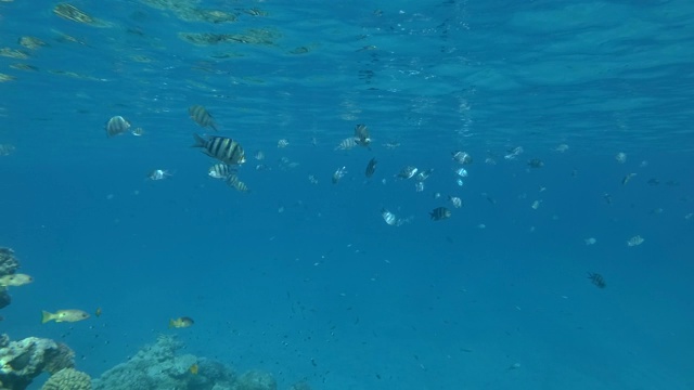 在阳光下蓝色的海水里，彩色的海鱼在热带珊瑚礁附近游动。鱼校军士长在水面下游泳。印度-太平洋中士(Abudefduf vaigiensis)视频素材