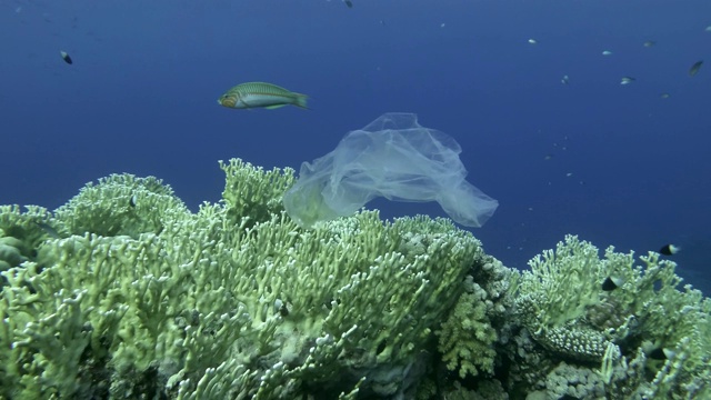 慢镜头，塑料袋漂浮在美丽的珊瑚礁上，附着在他身上被海浪捡起，漂得更远，一群热带鱼在附近游动，背景是蓝色的水。塑料污染视频素材