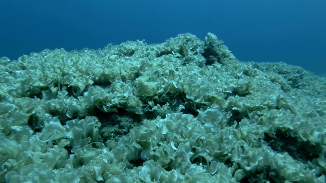 水下景观岩石底部覆盖着棕色藻类孔雀尾巴(Padina pavonica)在蓝色的水背景视频素材