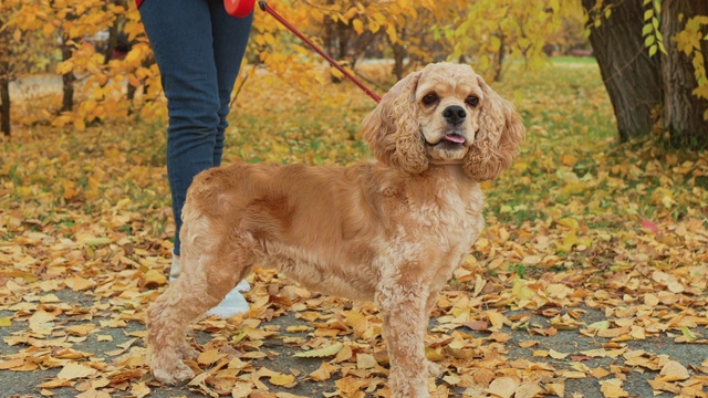 米色可卡犬站在秋天公园黄色的树叶背景。可爱的狗狗在一起散步的女人主人在秋天公园。视频素材