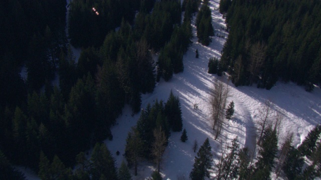 大雪覆盖了峡谷森林的地面。视频素材