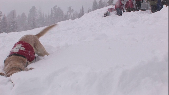 一只搜救犬在一片雪堆里搜寻。视频素材