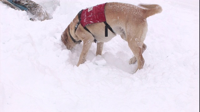 一只搜救犬在一片雪堆里搜寻。视频素材