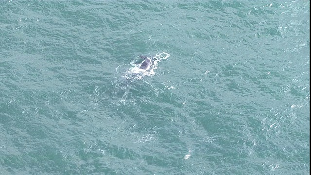 灰鲸浮出海面。视频素材