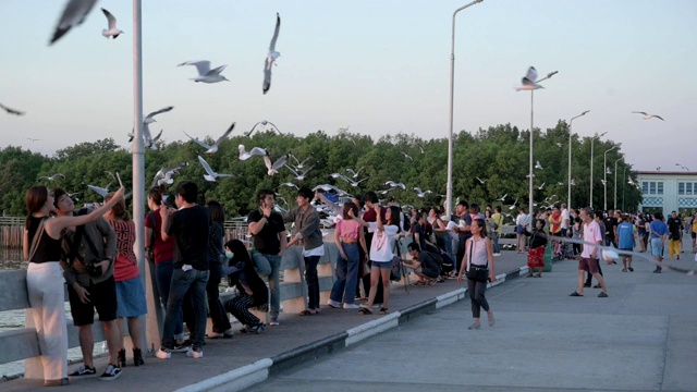 泰国沙慕普拉干邦浦海鸥飞翔的慢镜头。视频素材