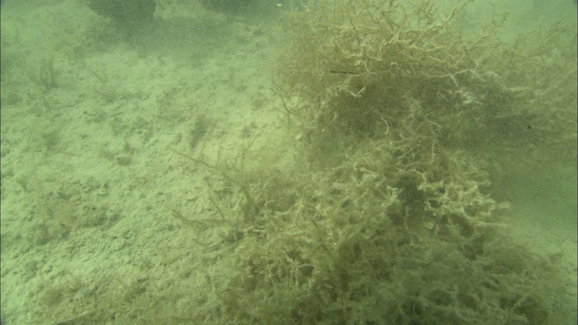 阳光在海底和绿色植物上闪烁。视频素材