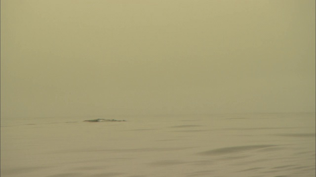 蓝鲸浮出水面，从喷水孔中喷出空气和水。视频素材