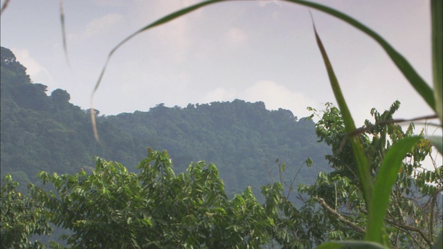 山坡上长满了茂密的树叶。视频素材